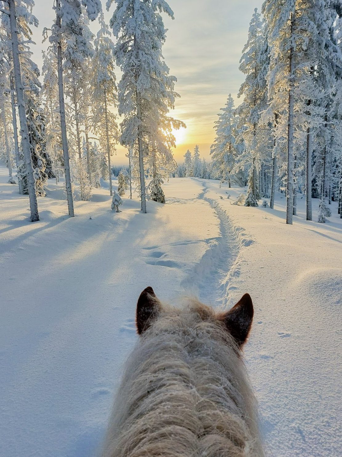 From the saddle on a snowy road, Lapland