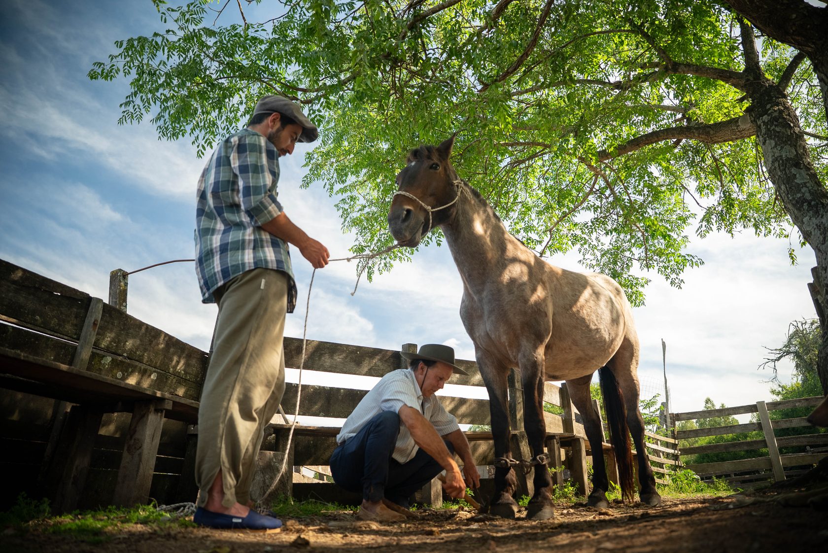 Gauchos tending a horse in the corral, Uruguay