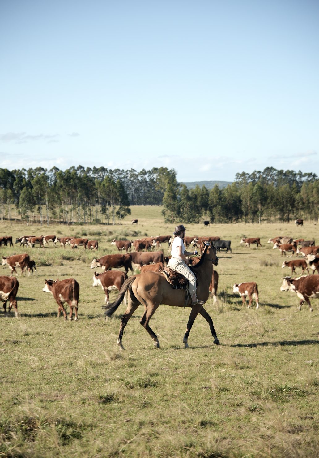 Moving cattle across the open campo, Uruguay