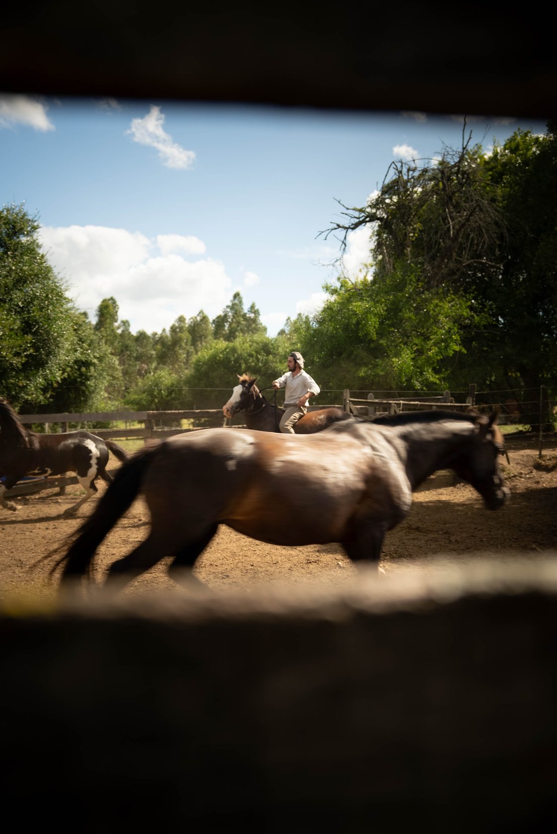 Moving horses through the corral, Uruguay