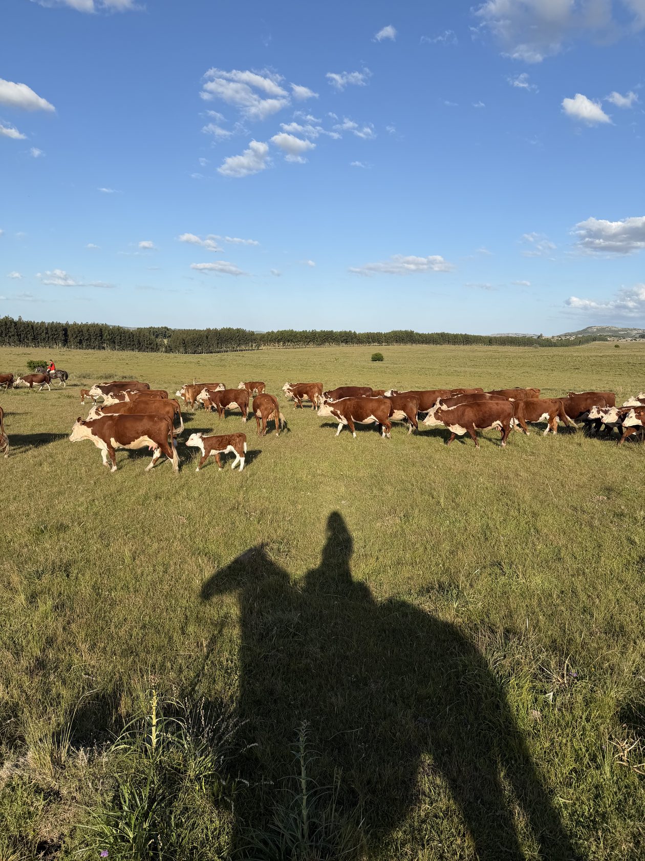 Cattle grazing across the open campo, Uruguay